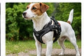 Supplier photo of the adjustable reflective dog harness